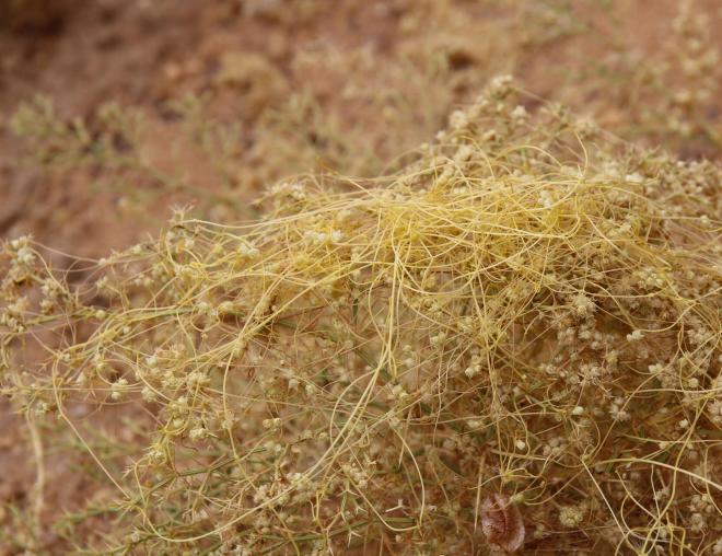 Cuscuta campestris flowers