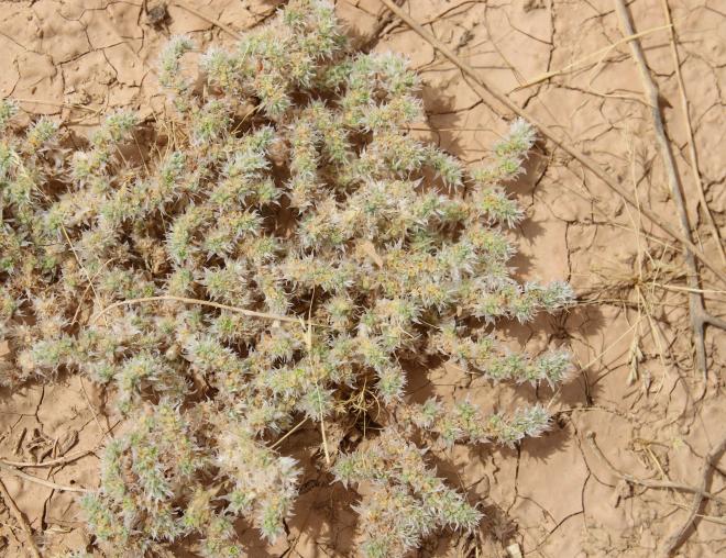 Whole plant