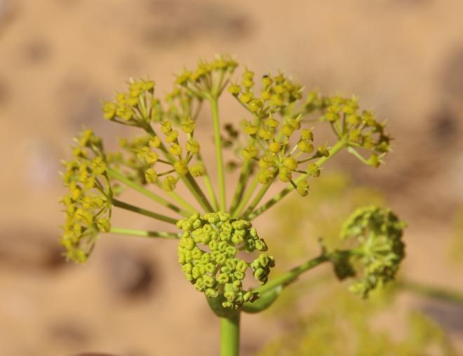 Ferula sinaica flower