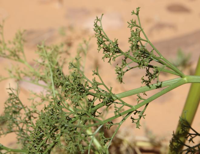 Ferula sinaica leaves