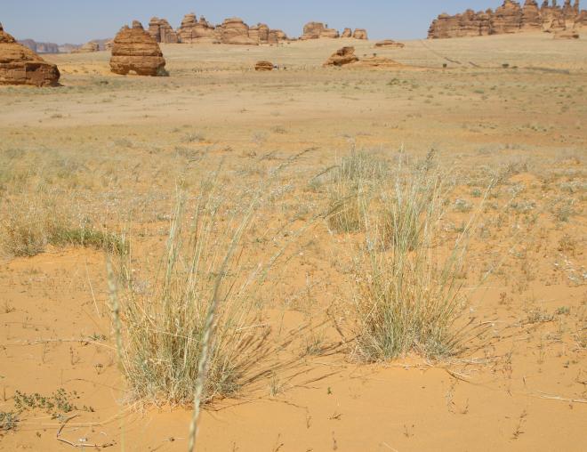 Whole plant