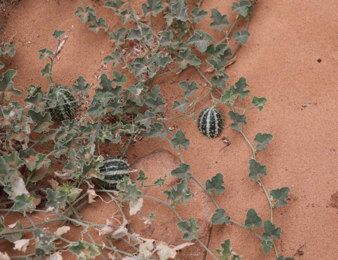 Whole plant