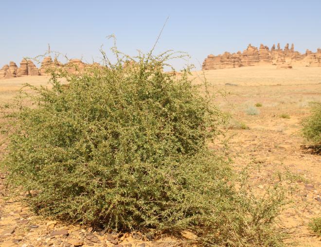 Whole plant