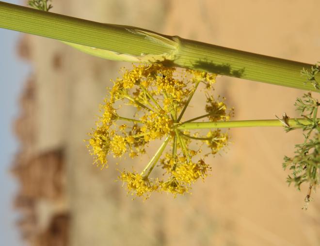 Ferula sinaica flowers