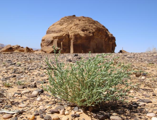 Whole plant