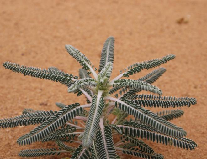 Astragalus sieberi leaves