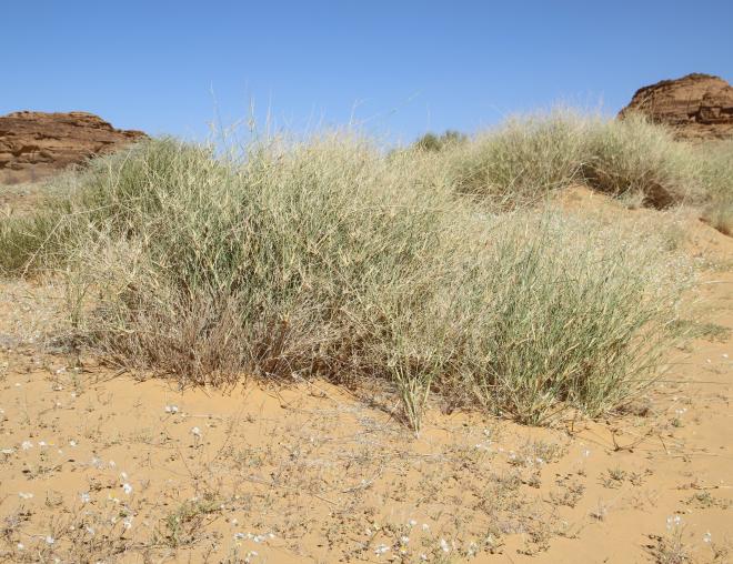 Whole plant