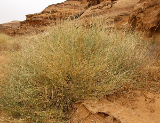 Whole plant
