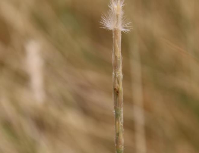 Lasiurus scindicus fruit