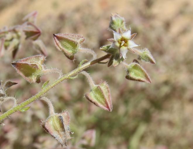 Trichodesma africanum flowers