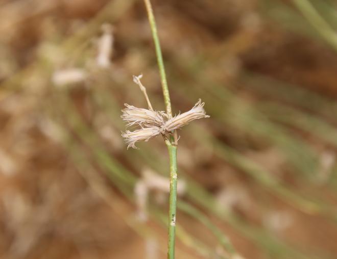 Launaea nudicaulis fruits