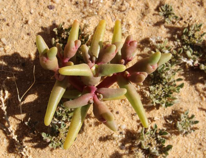 Whole plant