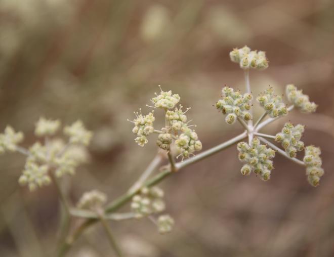 Deverra triradiata flowers