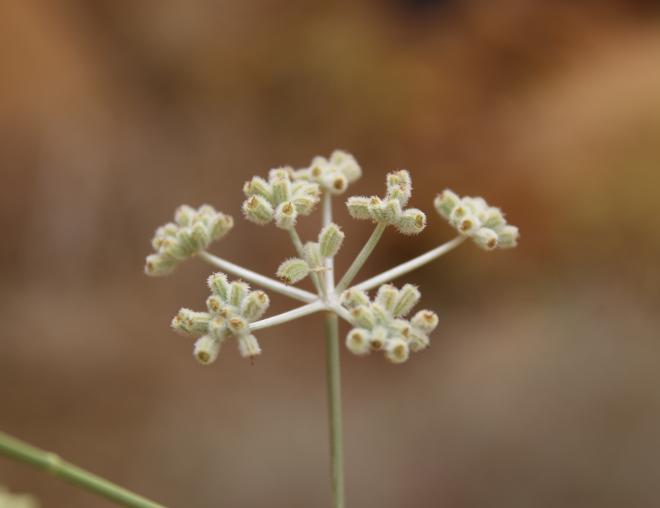 Deverra triradiata flowers