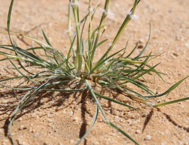 Stipagrostis ciliata leaves and hairs