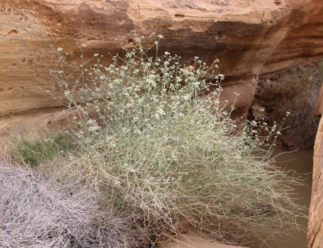 Whole plant