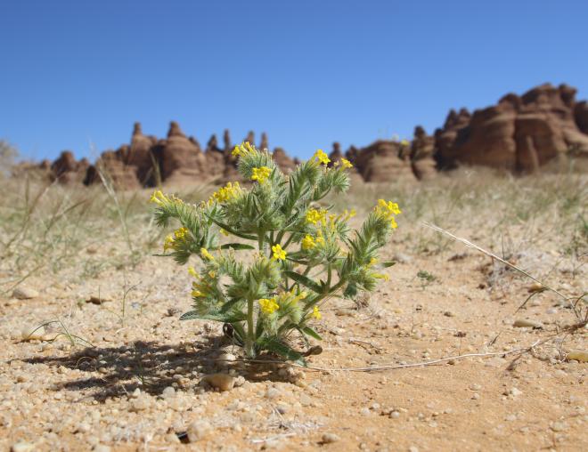 Arnebia hispidissima on Sandy plains and dunes