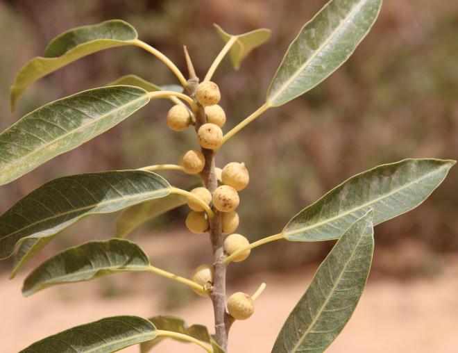 Ficus salicifolia fruits