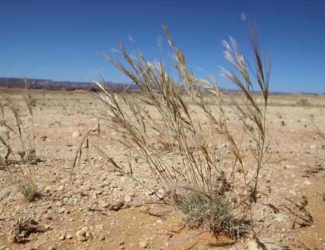 Whole plant