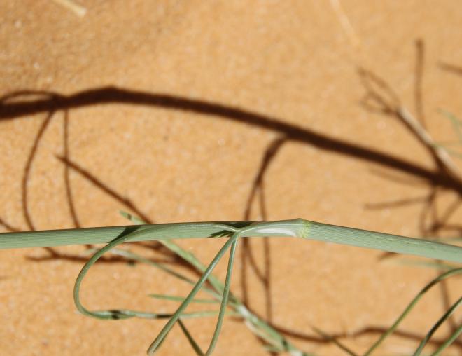 Deverra triradiata leaves
