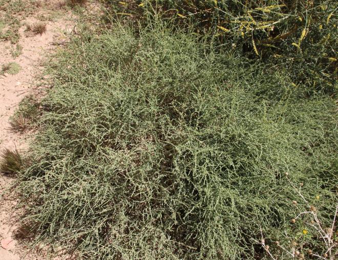 Whole plant