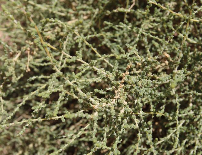 Caroxylon imbricatum leaves