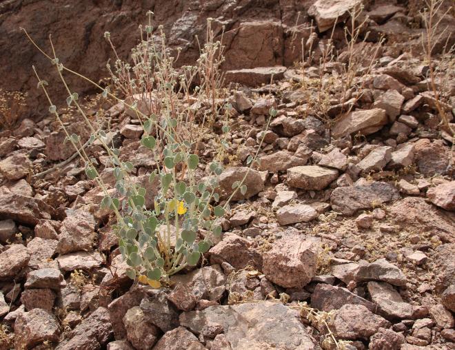 Whole plant