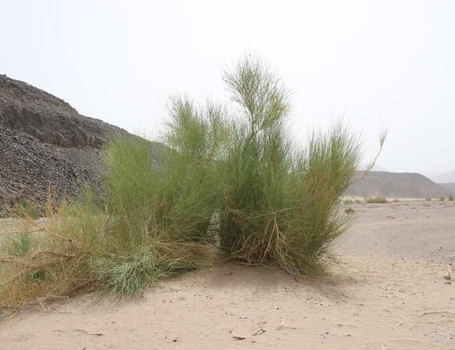 Whole plant