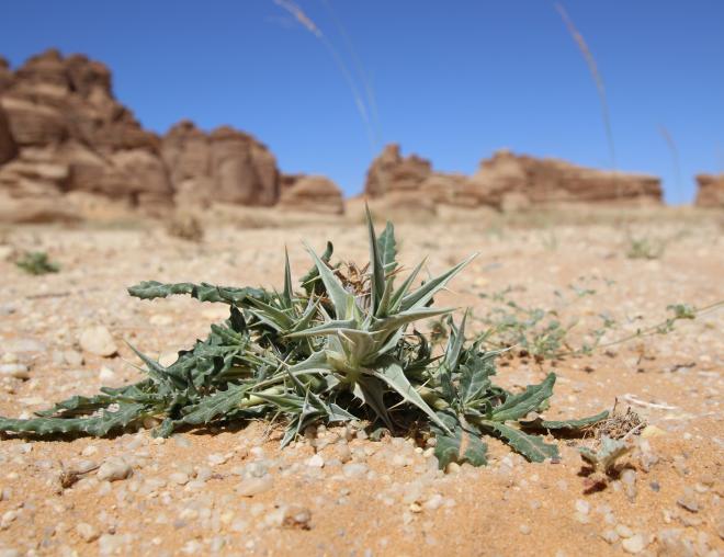 Whole plant