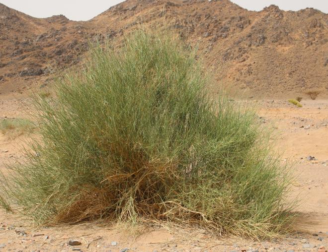 Whole plant