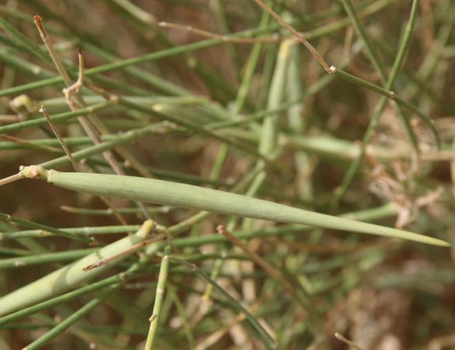 Leptadenia pyrotechnica fruit