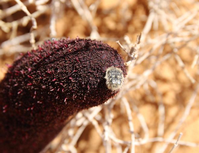 Cynomorium coccineum