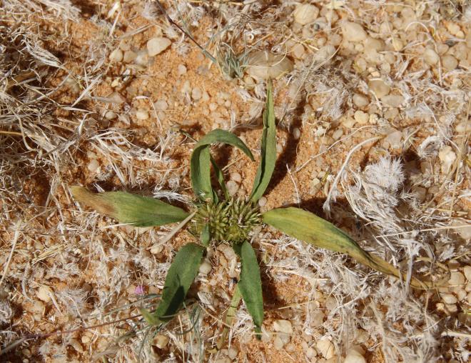 Whole plant