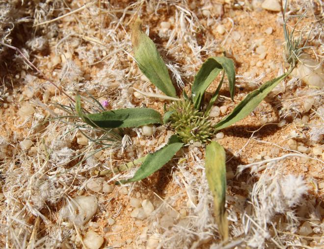 Whole plant