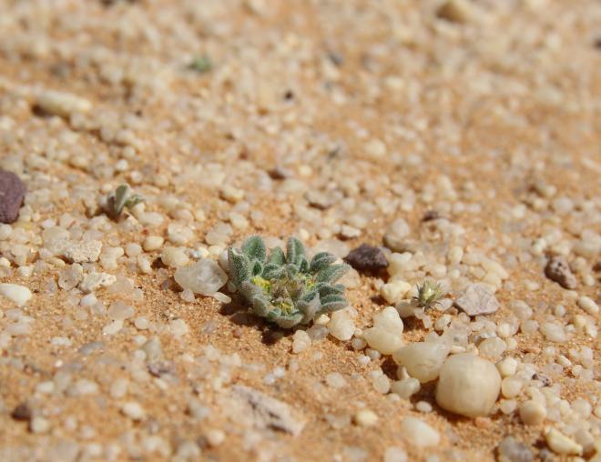 Small Aizoon canariense