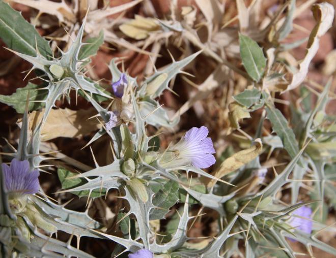 Blepharis ciliaris flower