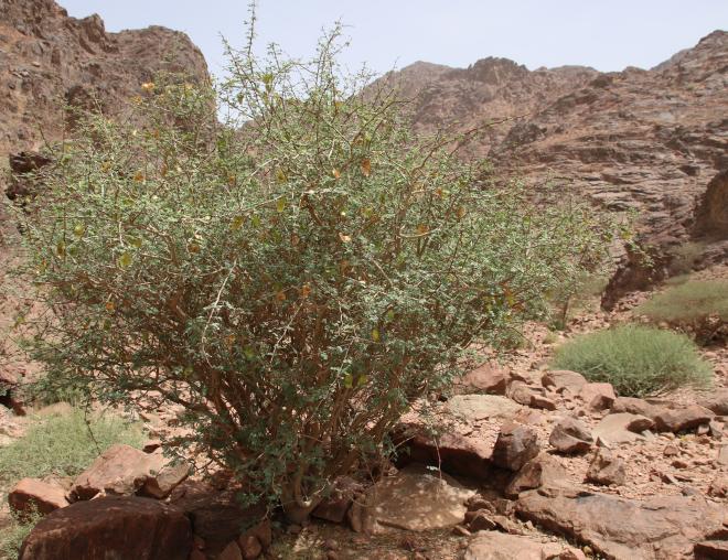 Whole plant