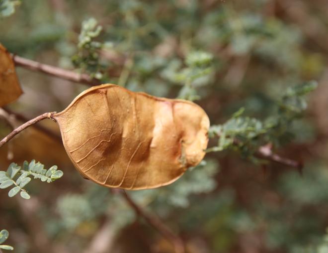 Senegalia hamulosa fruit