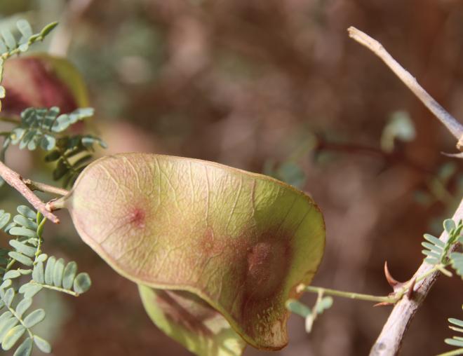 Senegalia hamulosa fruit