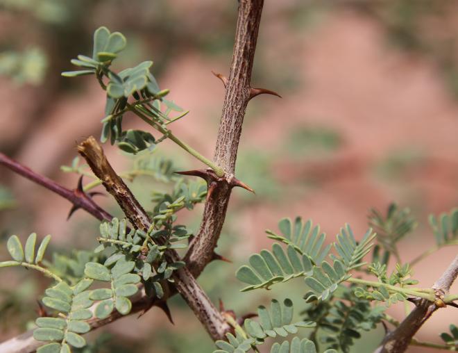 Senegalia hamulosa leaves