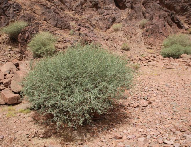 Whole plant