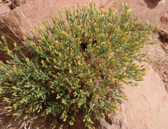Whole plant