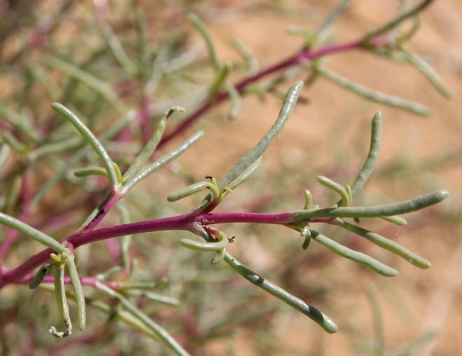 Soda rosmarinus leaves