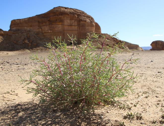 Whole plant