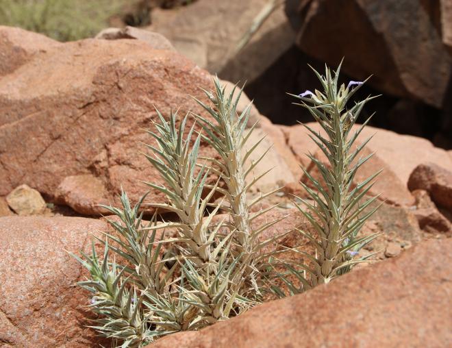 Whole plant