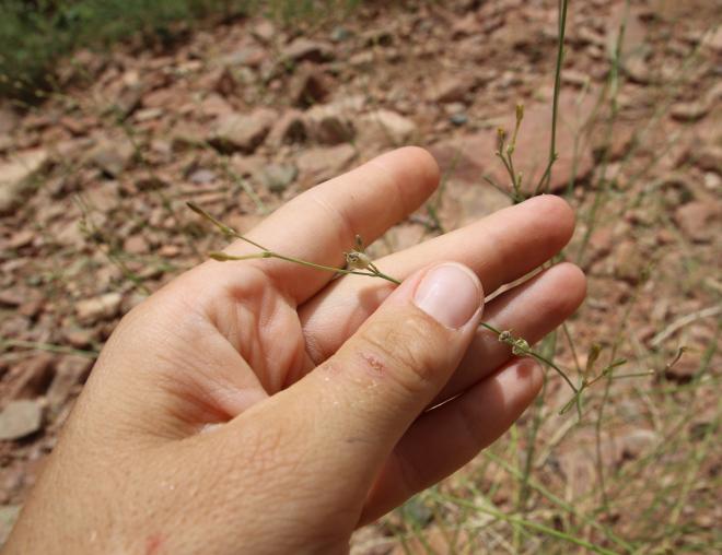 Kohautia caespitosa fruit
