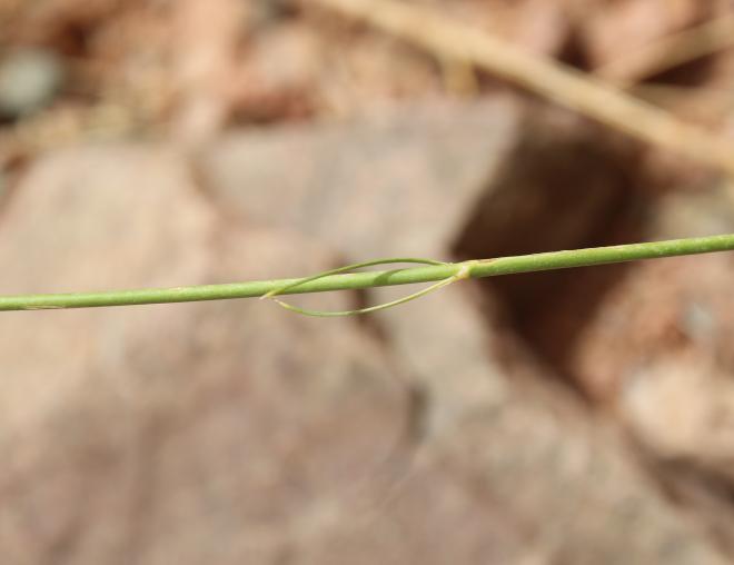 Kohautia caespitosa flower