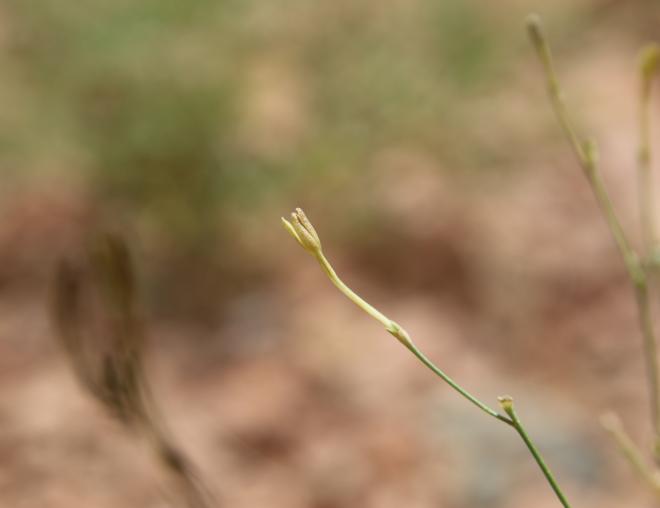 Kohautia caespitosa flower