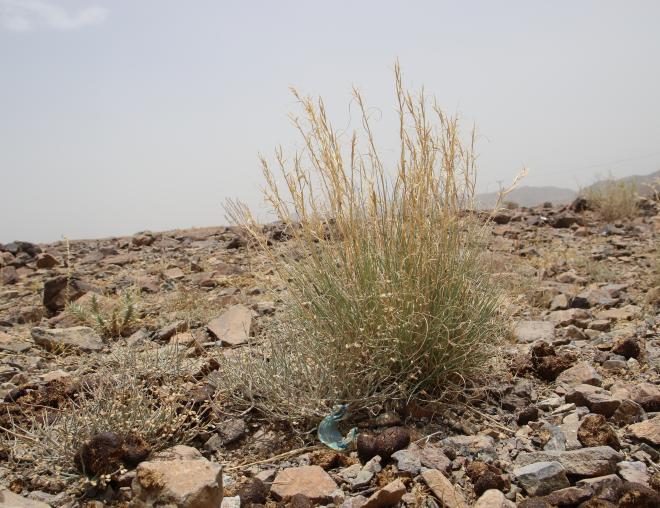 Whole plant