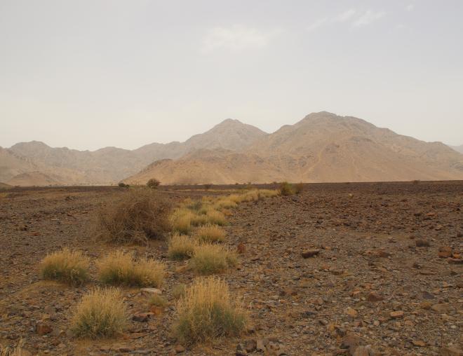 Cymbopogon schoenanthus on Harrat drainage lines and wadis